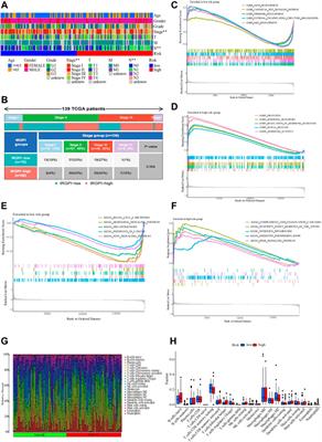 Establish immune-related gene prognostic index for esophageal cancer